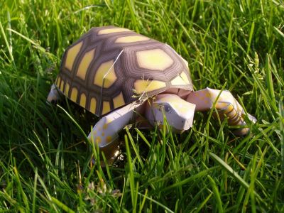 Tortue (avant)

