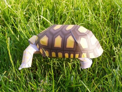 Tortue (arriÃ¨re)
