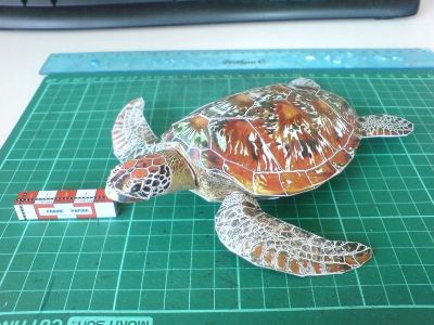 Tortue verte

