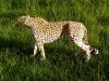 guepard2.jpg