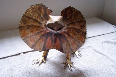 lÃ©zard a collerette
voici un lÃ©zard a collerette de la collection MB paperart
