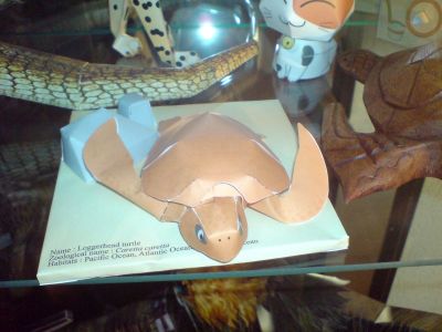 tortue de mer
