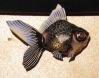Filename=poisson.JPG
Filesize=35KiB
Dimensions=469x369
Date added=Apr 02, 2008 poisson.JPG