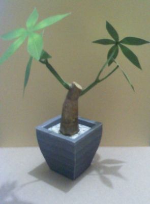 Plante01.jpg