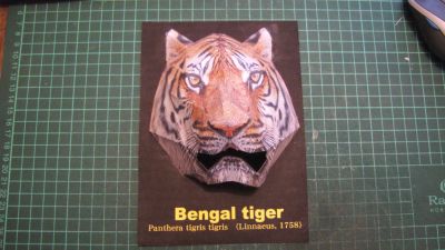 Tigre du Bengal
(tÃªte de)
