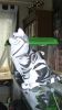Filename=Chat#2.jpg
Filesize=61KiB
Dimensions=406x720
Date added=Jan 16, 2011 Chat#2.jpg