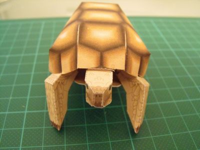 Tortue african spurred
